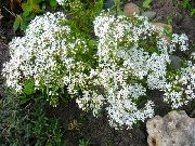λευκό Stonecrop λουλούδια στον κήπο φωτογραφία