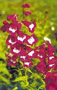 фото Пенстемон гибридный садовые декоративные цветы