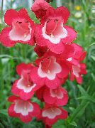 ფოტო წითელი ყვავილების მთისწინა Penstemon, Chaparral Penstemon, Bunchleaf Penstemon