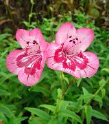 różowy Penstemon Hybrid Kwiaty ogrodowe zdjęcie