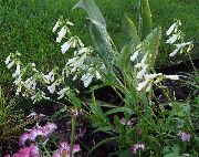 blanco Penstemon Oriental, Beardtongue Peluda Flores del Jardín foto