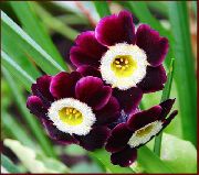 фото бордовий Квітка Примула