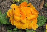 φωτογραφία πορτοκάλι λουλούδι Ηράνθεμο