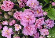 foto roze Cvijet Jagorčevina