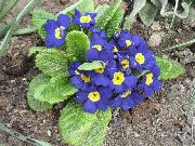 bilde blå Blomst Primrose