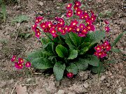 φωτογραφία κόκκινος λουλούδι Ηράνθεμο