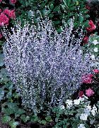 фото Перовския садовые декоративные цветы
