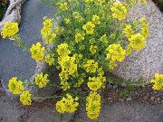 фото жовтий Квітка Алиссум