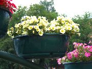 ყვითელი Petunia ბაღის ყვავილები ფოტო