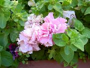 φωτογραφία ροζ λουλούδι Πετούνια