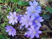 light blue Liverleaf, Liverwort, Roundlobe Hepatica Garden Flowers photo