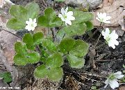 hvit Liverleaf, Liverwort, Roundlobe Hepatica Hage Blomster bilde