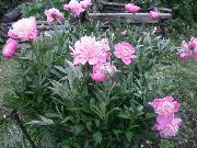 φωτογραφία ροζ λουλούδι Παιωνία
