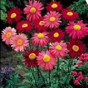 červená Maľované Sedmokráska, Zlatá Perie, Zlatý Feverfew Záhradné Kvety fotografie