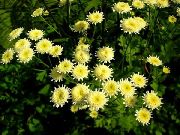 žlutý Malované Sedmikráska, Zlatý Peří, Zlatá Feverfew Zahradní květiny fotografie