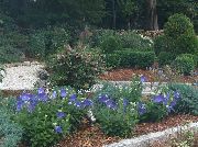 фото Ширококолокольчик (Платикодон) садовые декоративные цветы