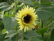 fotografie galben  Floarea-Soarelui