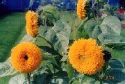 オレンジ ヒマワリ 庭の花 フォト