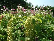 πράσινος Amaranthus, Αγάπη-Ψέματα-Αιμορραγία, Kiwicha λουλούδια στον κήπο φωτογραφία