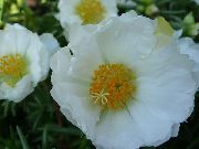blanco Planta Sol, Verdolaga, Musgo Subió Flores del Jardín foto