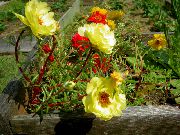 フォト 太陽植物、スベリヒユは、コケをバラ フラワー