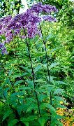パープル 紫色のジョーのパイ雑草、甘いジョーのパイ雑草 庭の花 フォト