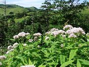 თეთრი Purple Joe Pye Weed, ტკბილი Joe Pye Weed ბაღის ყვავილები ფოტო