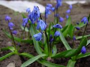 foto blå Blomma Siberian Scilla, Scilla
