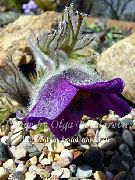 purple Pasque flower  photo