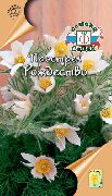foto bijela  Pasque Cvijet