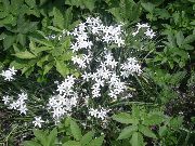 фото білий Квітка Птіцемлечнік (Орнітогаллум, Індійський Лук)