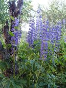 azul Tremoço Streamside Flores do Jardim foto