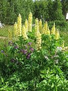 gelb Stream Lupine Garten Blumen foto