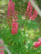 kırmızı Streamside Acı Bakla Bahçe çiçekleri fotoğraf