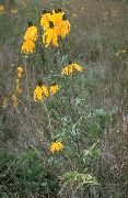 ფოტო ყვითელი ყვავილების იტალიური ქუდი, ნაცრისფერი ხელმძღვანელობდა Coneflower, თავდაყირა Prairie Coneflower, ყვითელი Coneflower, წითელი ქუდები