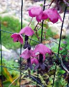 rosa Lilla Bell Vine Hage Blomster bilde