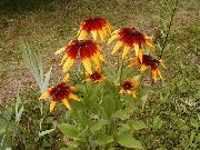 фото Рудбекия многолетняя садовые декоративные цветы