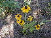 gelb Schwarzen Augen Susan, Östlichen Sonnenhut, Orange Coneflower, Auffällige Sonnenhut Garten Blumen foto
