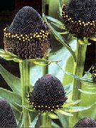 nero Black-Eyed Susan, Echinacea Orientale, Arancio Echinacea, Echinacea Appariscente Fiori del giardino foto