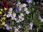 jorgovan Ialian Astra Vrt Cvijeće foto