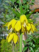 foto dzeltens Zieds Kronis Imperatora Fritillaria