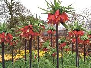 rojo Coronar Fritillaria Imperiales Flores del Jardín foto
