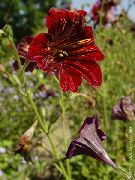 kırmızı Boyalı Dil Bahçe çiçekleri fotoğraf