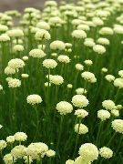 白 薰衣草棉，圣草，地柏，柏树娇小，绿色Santolina 园林花卉 照片