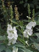 hvid Checkerbloom, Miniature Stokrose, Prærie Katost, Checker Katost Have Blomster foto
