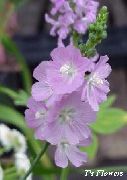 lila Checkerbloom, Malvarrosa Miniatura, Malva Pradera, Malva Corrector Flores del Jardín foto