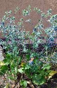 ფოტო ღია ლურჯი ყვავილების ამეთვისტო საზღვაო Holly, ალპური Eryngo, ალპური ზღვის Holly