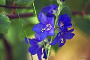 蓝色 雅各的梯子 园林花卉 照片