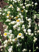 zdjęcie biały Kwiat Ammobium Skrzydlate