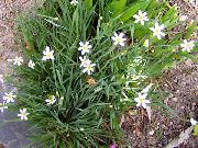 foto bijela Cvijet Krupan Plavooki Trava, Plavo Oko-Trava